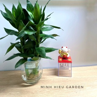 Cây phát tài búp sen thủy sinh chậu nhựa trang trí nội thất