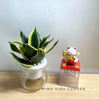 Cây lưỡi hổ thái thủy sinh để bàn