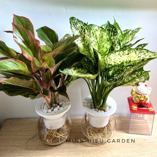Combo ngọc ngân phú quý thủy sinh, cây phong thủy để bàn dễ chăm sóc