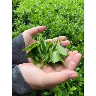 Chè Thái Nguyên 1 Lạng Hút Chân Không Ship Hỏa Tốc