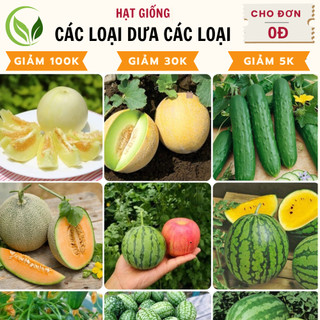 Hạt giống Dưa chuột, Dưa hấu, Dưa lê, Dưa lưới chịu nhiệt, trồng quanh năm
