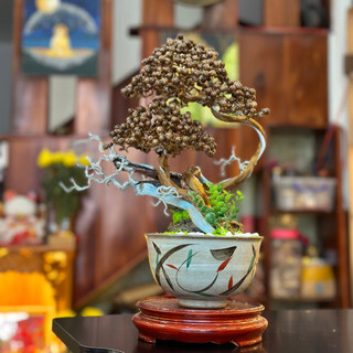 Cây cảnh bonsai làm từ hạt trầm hương thiên nhiên chưng phong thuỷ gia tăng may mắn, tụ tài vượng khí cho gia chủ