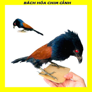 Bìm bịp giả hàng đẹp vip, chim bìm bịp giả nhồi keo