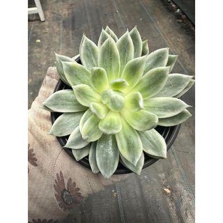 Sen đá Echeveria butterfly var
