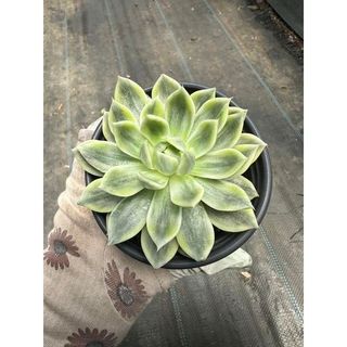 Sen đá Echeveria butterfly var