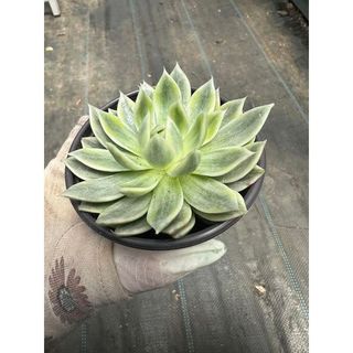 Sen đá Echeveria butterfly var