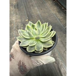 Sen đá Echeveria butterfly var
