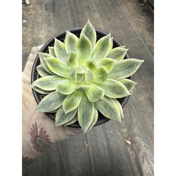 Sen đá Echeveria butterfly var