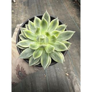 Sen đá Echeveria butterfly var