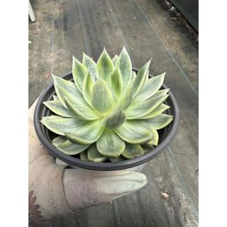 Sen đá Echeveria butterfly var