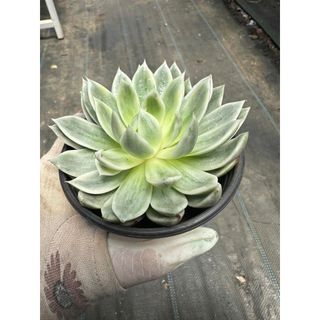 Sen đá Echeveria butterfly var