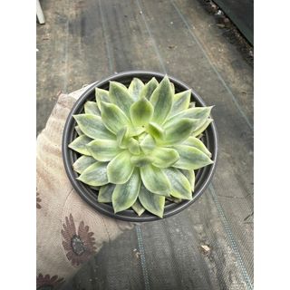 Sen đá Echeveria butterfly var