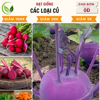 Hạt giống củ su hào, củ cải, củ dền, củ cà rốt các loại, nảy mầm tốt