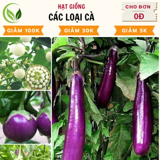 Hạt giống cà tím dài, cà tím tròn, cà pháo - nảy mầm cao, dễ trồng, chất lượng tốt