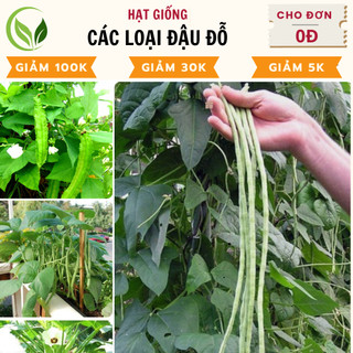 Hạt giống đậu đỗ, đậu cove, đậu đũa, đậu bắp, đậu hà lan các loại, nảy mầm cao, dễ trồng, chất lượng tốt