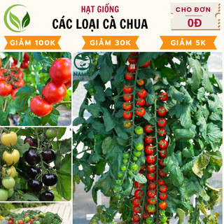 Hạt giống cà chua, cà chua bi lùn, cà chua đen - nảy mầm cao, dễ trồng, chất lượng tốt