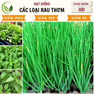 Hạt giống Rau Thơm, Rau Gia Vị dễ trồng, dễ chăm sóc, trồng quanh năm