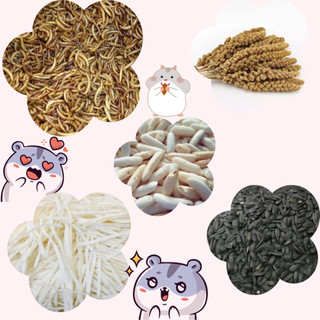 Ăn vặt 1k snack cho Hamster, Bọ ú, Chim vẹt, Sóc, Thằn lằn, Ếch Pacman, Nhím kiểng