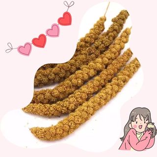 100gr hạt kê chùm cho Hamster, chim, vẹt