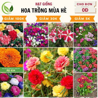 Hạt Giống Hoa trồng mùa hè - Hoa Nở Rực Rỡ, Nảy Mầm Tốt, Chăm Sóc Đơn Giản