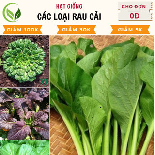 Hạt giống rau cải các loại - rau sạch, tươi ngon tự nhiên