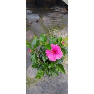 Hoa Dâm Bụt Thái Nhiều Hoa