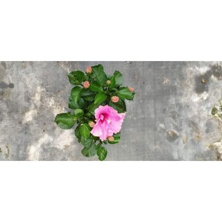 Hoa Dâm Bụt Thái Nhiều Hoa