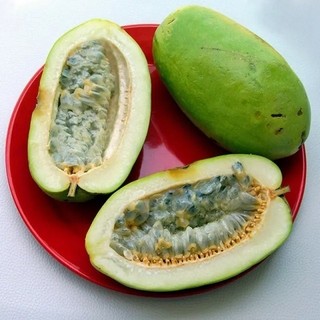 Cây giống dưa gang tây - dưa tây