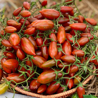 Bộ 5 hạt giống cà chua bi (màu sô cô la ngọt, cây leo F1 Netania)+ 1 túi giá thể ươm cây 0.5 kg