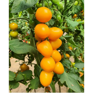 Bộ 5 hạt giống cà chua bi ngọt F1 Tatyanin, chịu nóng, leo giàn + 1 túi giá thể ươm 0.5 kg