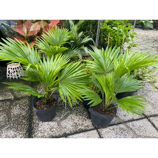 Cây cọ để bàn mini