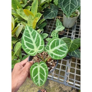 Cây Anthurium Magnificum