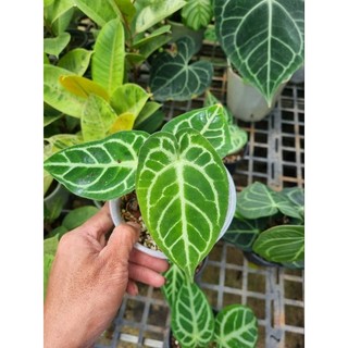 Cây Anthurium Magnificum