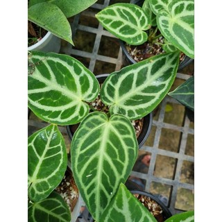 Cây Anthurium Magnificum