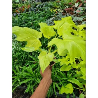 Cây trầu bà thanh xuân vàng