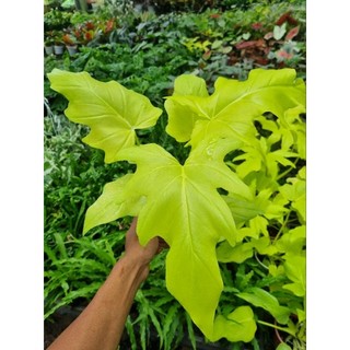 Cây trầu bà thanh xuân vàng