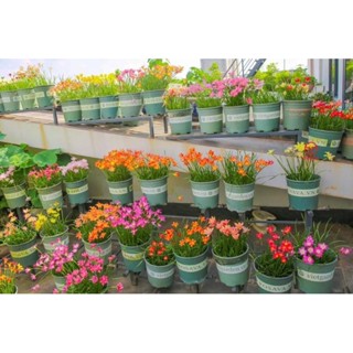 10 Củ huệ mưa ngoại kép đủ màu cam kết sống 100%