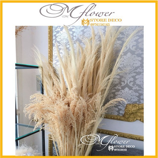 hoa cỏ lau sậy rủ , hoa cỏ lau deco trang trí nhà cửa trang trí cửa hàng