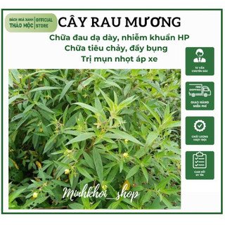 Cây Rau Mương, cây máng mương Hàng sạch đẹp loại 1
