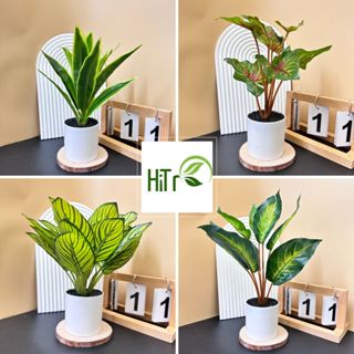 Cây Giả Kèm Chậu Để Bàn, Chậu Cây Decor Mini, Cây Giả Decor Trang Trí Nhà Cửa HiTree