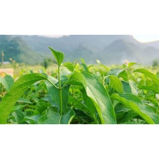 Dây thìa canh lá to tươi, cây nhà trồng