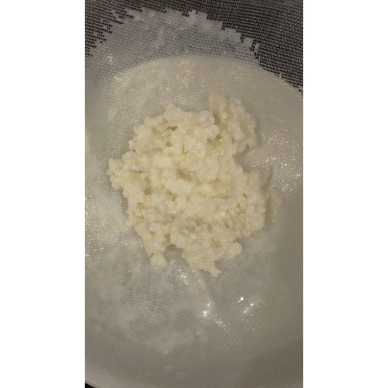 Nấm Kefir làm sữa chua, sữa chua hy lạp - 1 phần nấm khoảng 6-7g