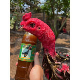 Chai Om Dày Da đỏ Da cho gà tơ