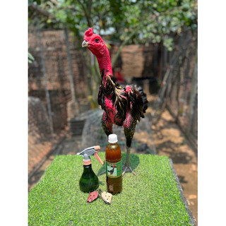Chai Om Dày Da đỏ Da cho gà tơ