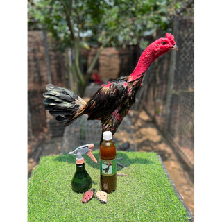 Chai Om Dày Da đỏ Da cho gà tơ