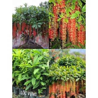 Cây giống lộc vừng hoa đỏ