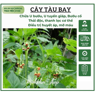 1kg Cây Tàu Bay khô, nhà phơi sạch sẽ, thơm