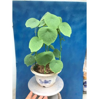 Củ Bình Vôi dùng làm cây cảnh hoặc dược liệu