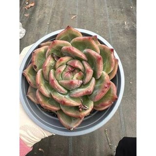 Sen đá Pha lê hồng cánh ngắn mập ú nu