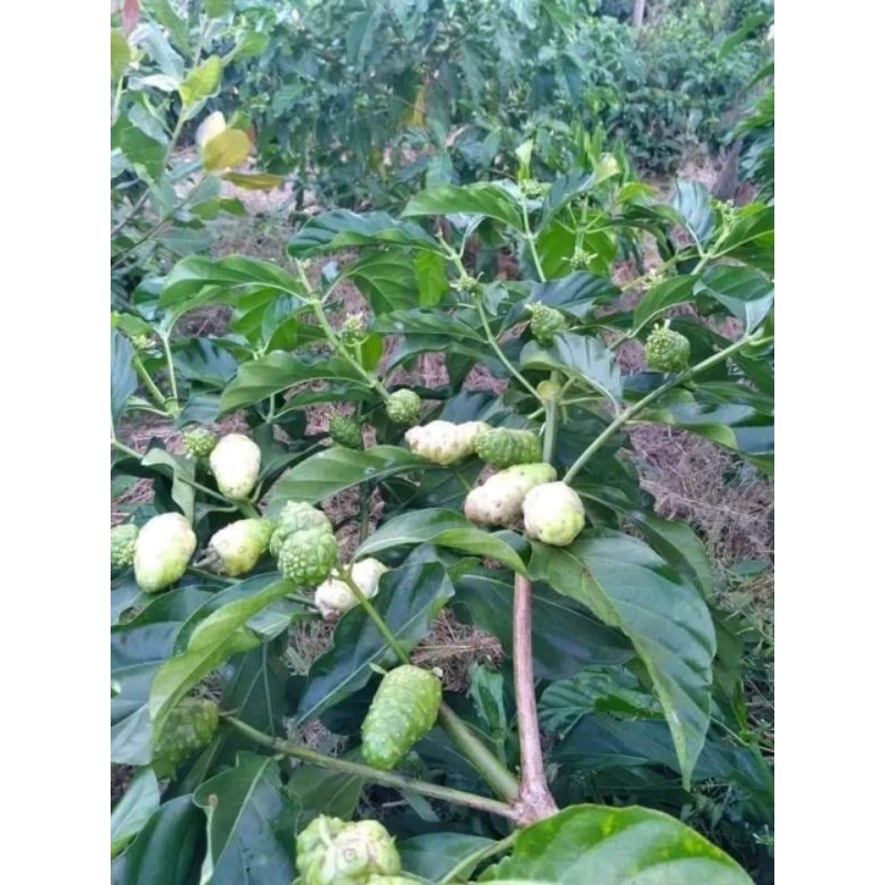 Cây giống nhàu (cây dược liệu quý)